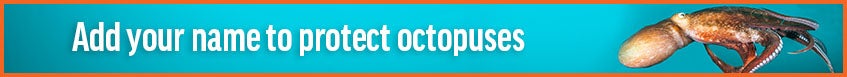 Add your name to protect octopuses