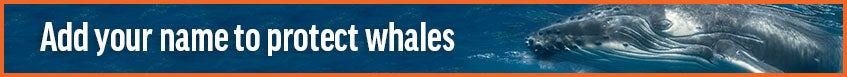 Add your name to protect whales
