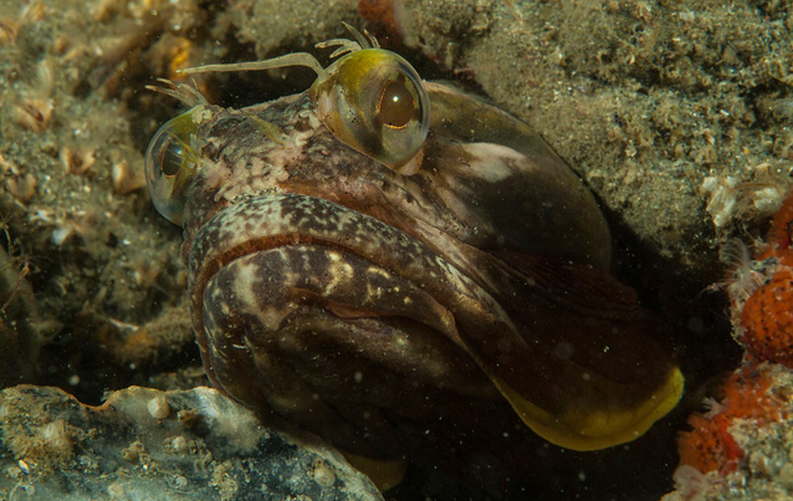 Морская собака. Neoclinus blanchardi. Синеперая морская собачка. Щучья морская собачка. Рыба собака мурена.