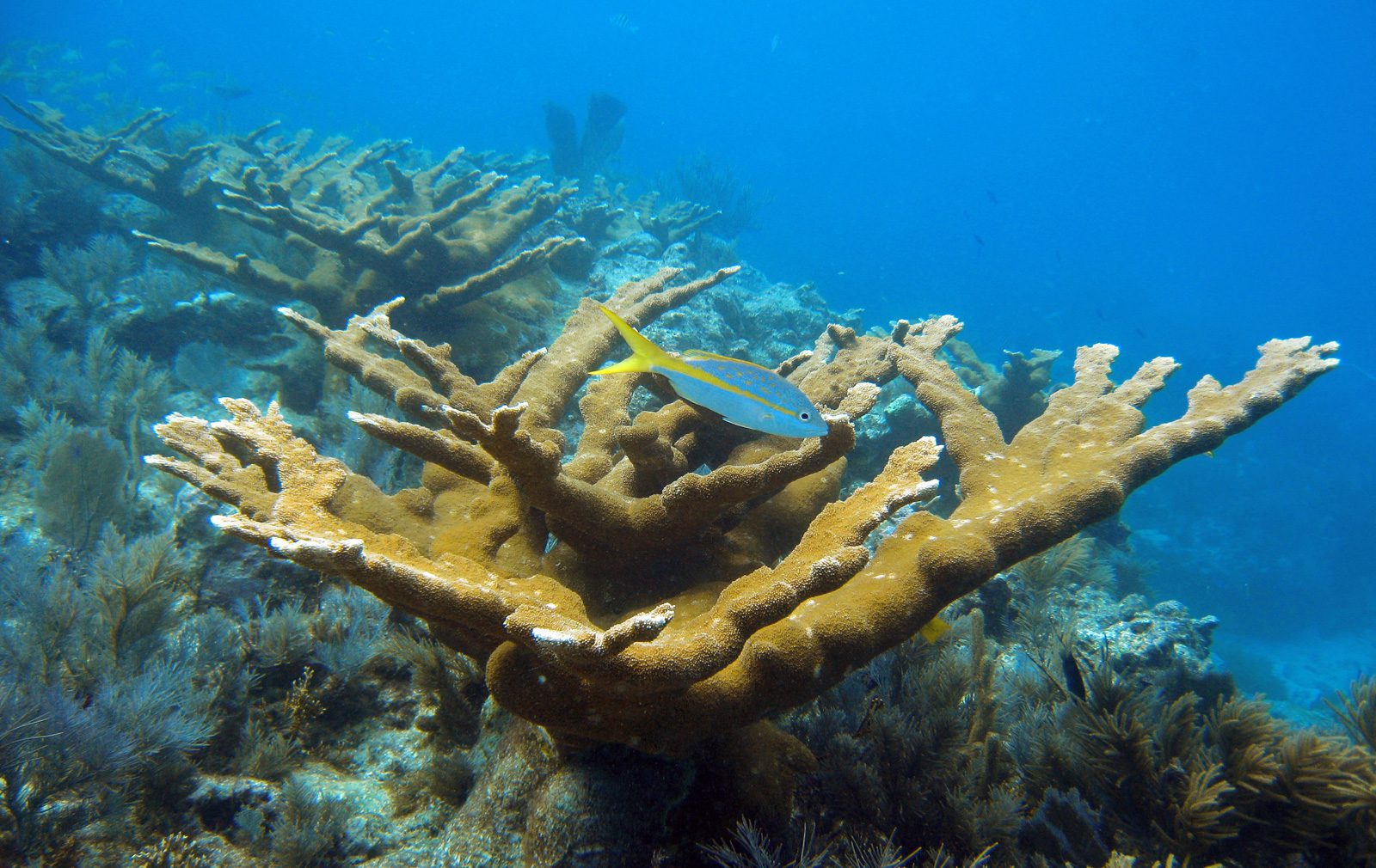 Elkhorn Coral - Oceana