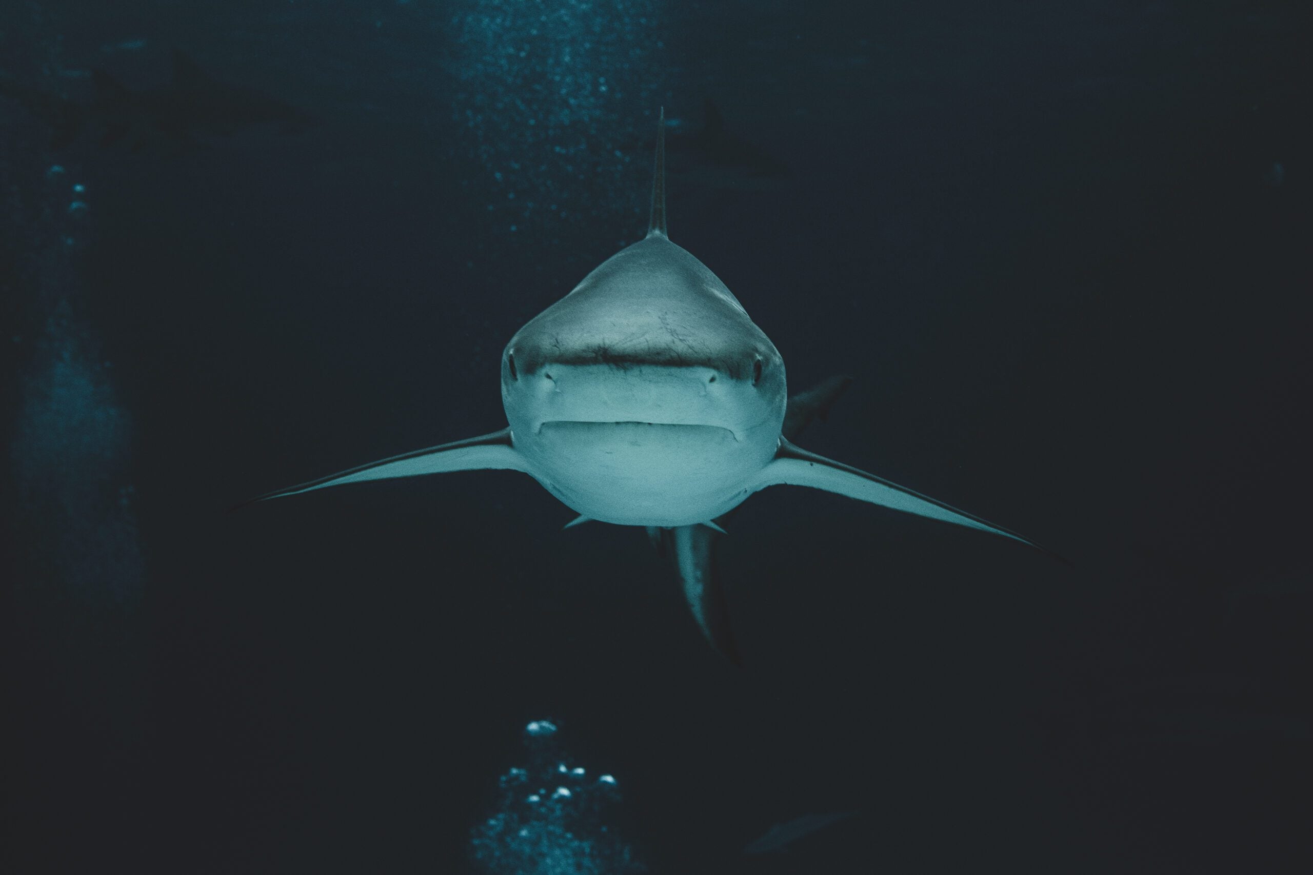 What You Need To Know About The Shark Fin Trade - Animal Save Movement
