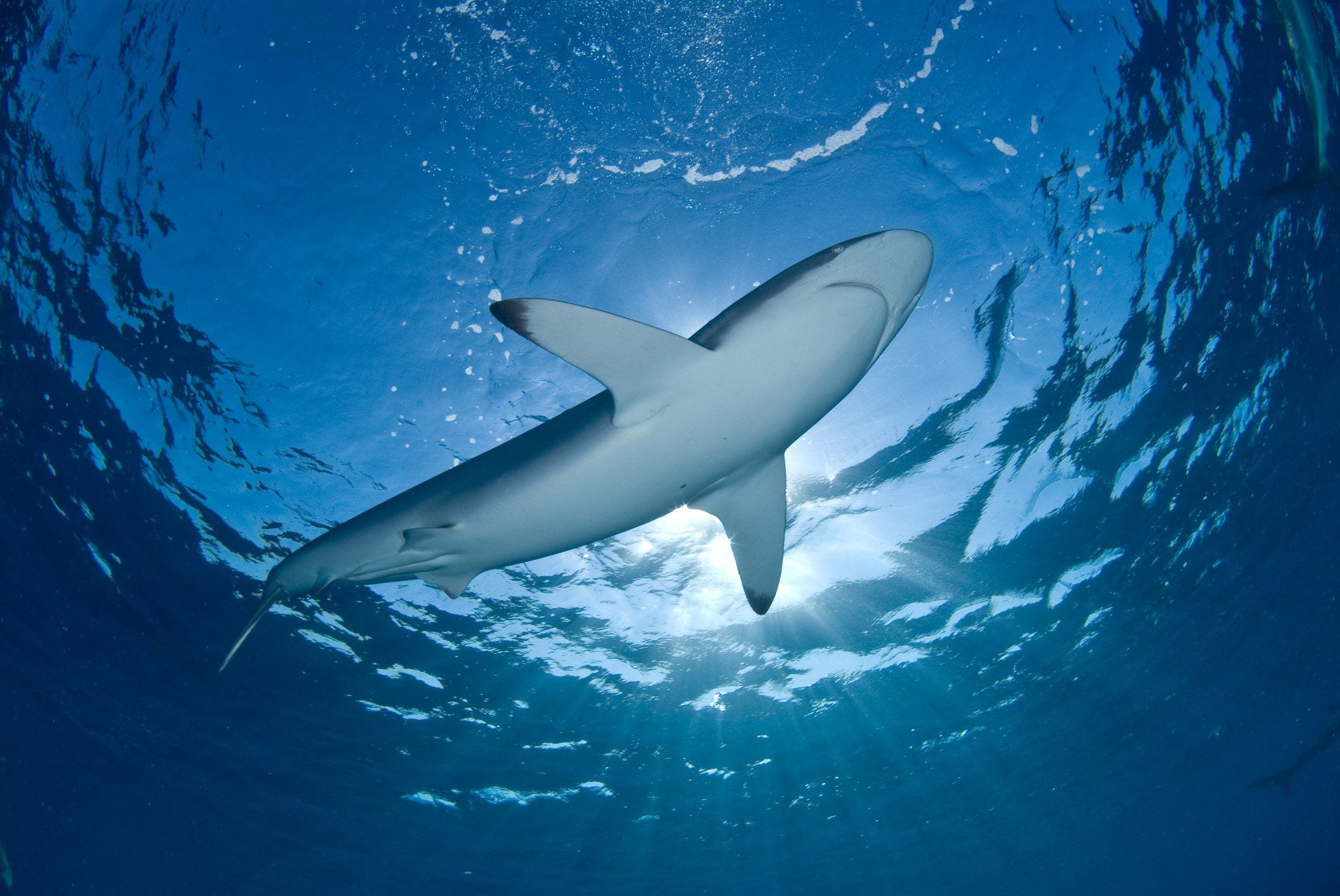 Sharks, International Plan of Action for Conservation and Management of  Sharks