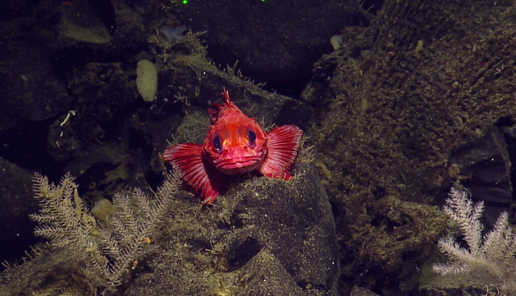Thornyhead in the Canadian seamounts