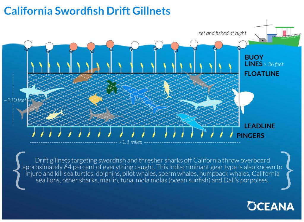 VICTORY: U.S. phases out destructive and deadly drift gillnets for good -  Oceana