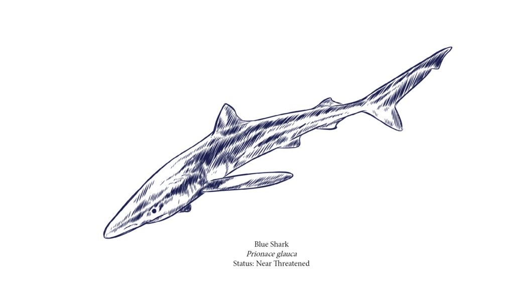 Blue shark (Prionace glauca) captured by commercial pelagic