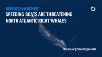 North Atlantic Right Whale Report