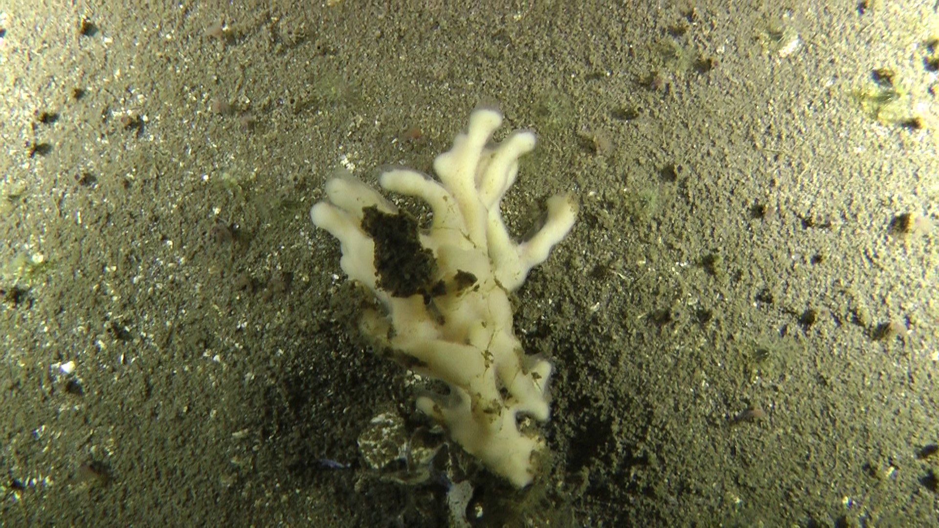 A sponge on the seabed of the Humboldt Archipelago in Chile.