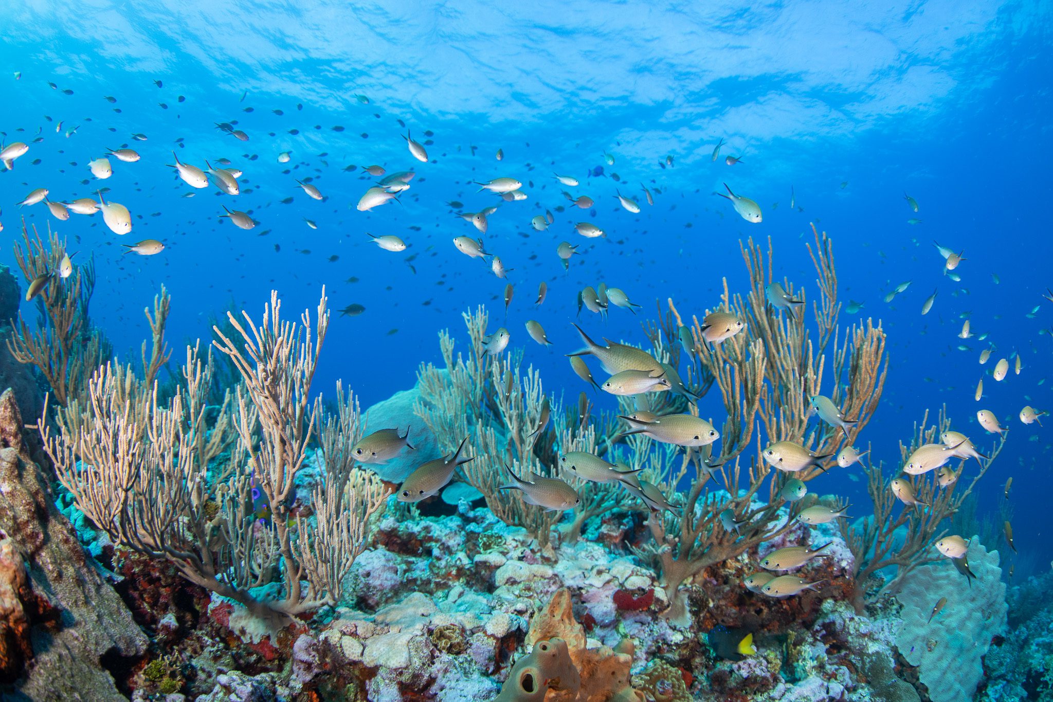 Oceana celebrates the creation of Bajos del Norte National Park - Oceana