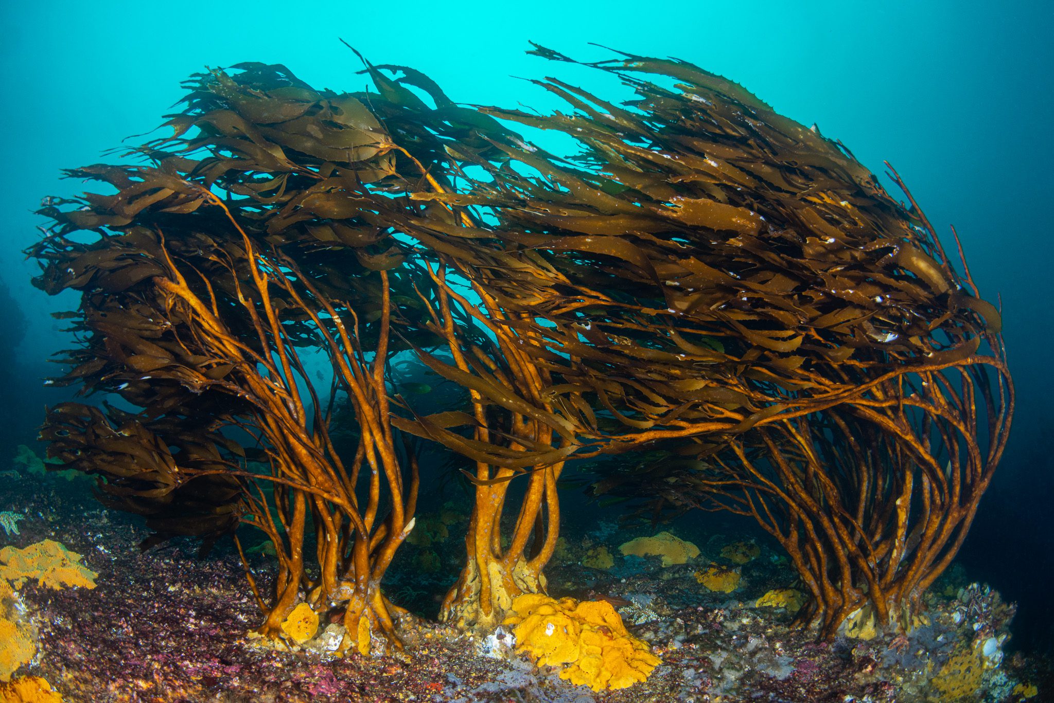 A kelp forest in the Humboldt Archipelago, Chile.