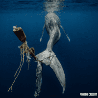 Protect whales from deadly entanglement in fishing gear!