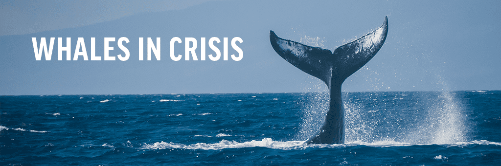 whales in crisis