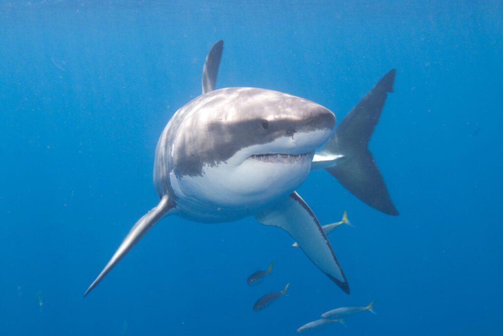 Great white sharks - set gillnet story