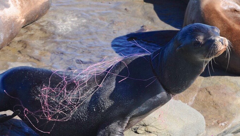 Seal caught in the same kind of mesh used in set gillnet fishery