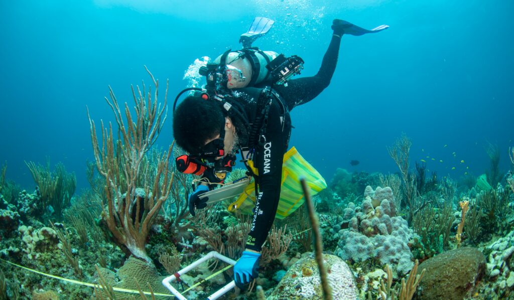 A scuba diver takes measurements of a coral reef in the Gulf of Mexico