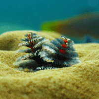 5 festive ocean creatures