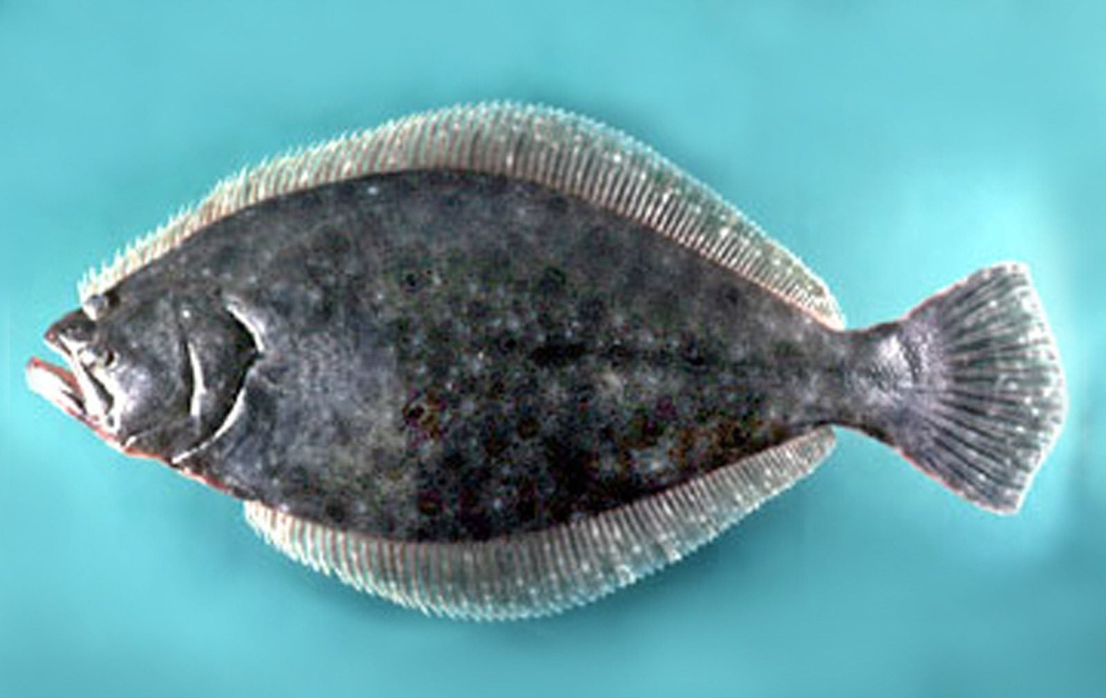 Flatfish  The Canadian Encyclopedia