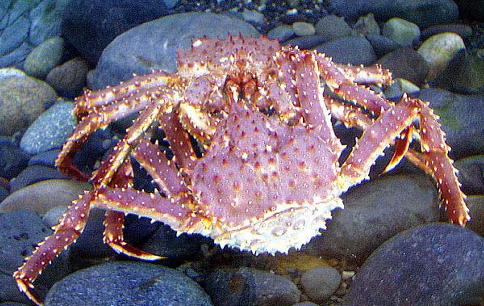 Red King Crab