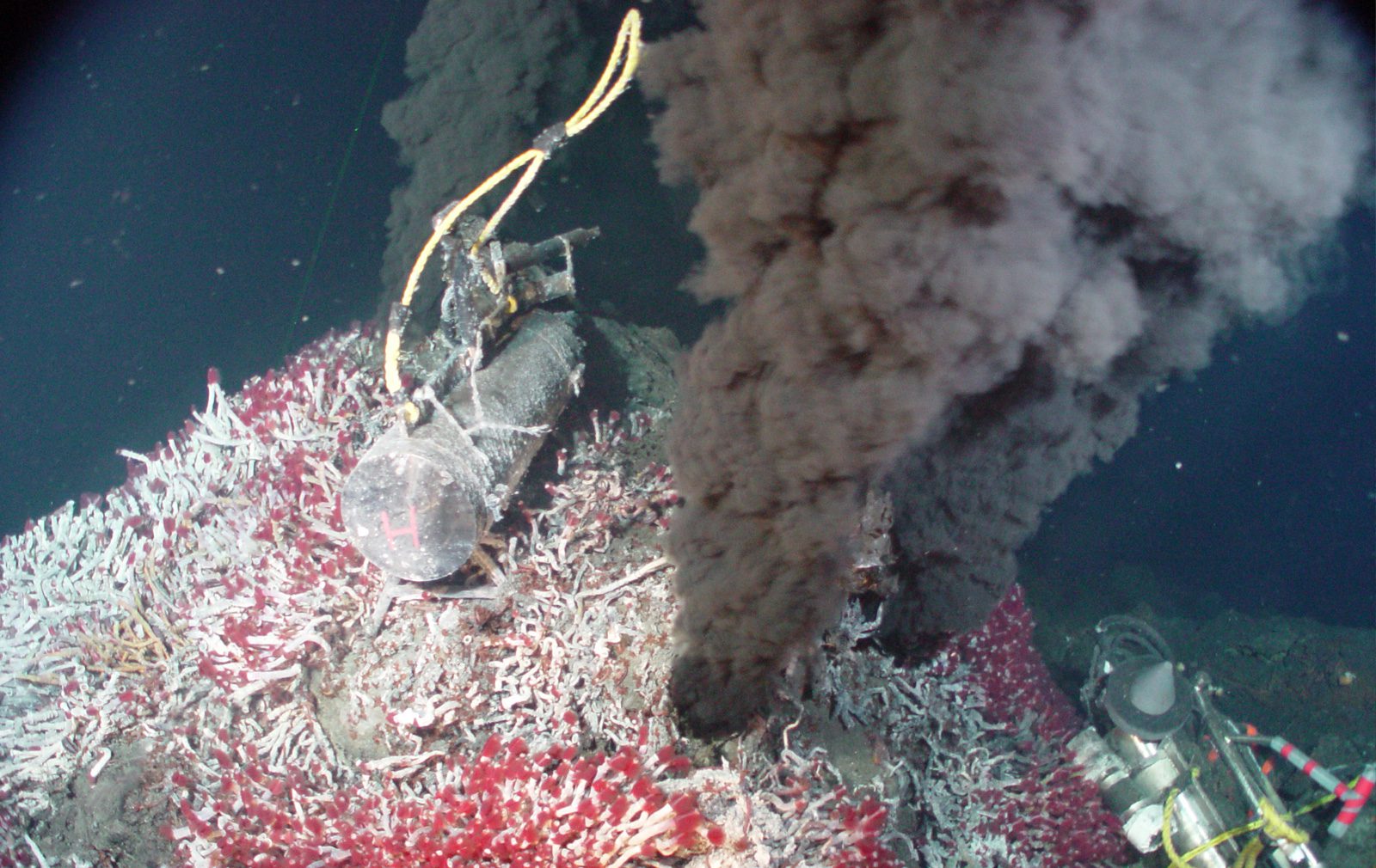 hydrothermal vents creatures