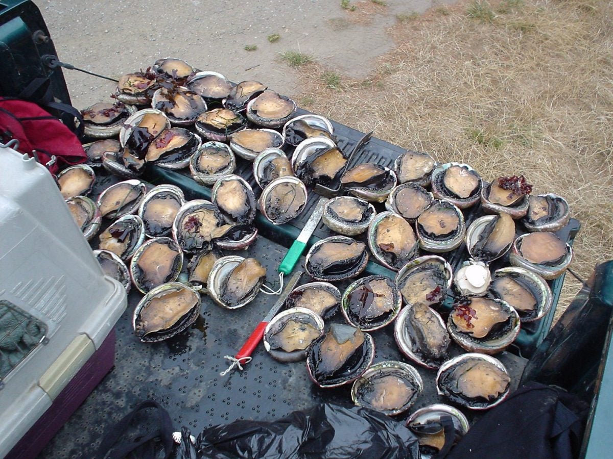 Devastated by overfishing and climate change, California's abalone face a  rocky road to recovery - Oceana