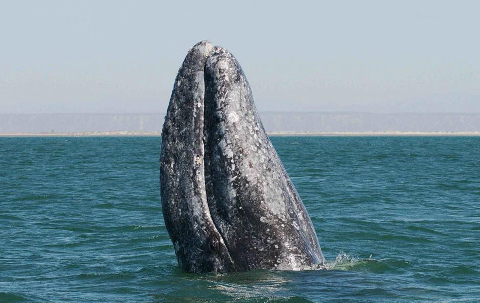Серый кит размножение