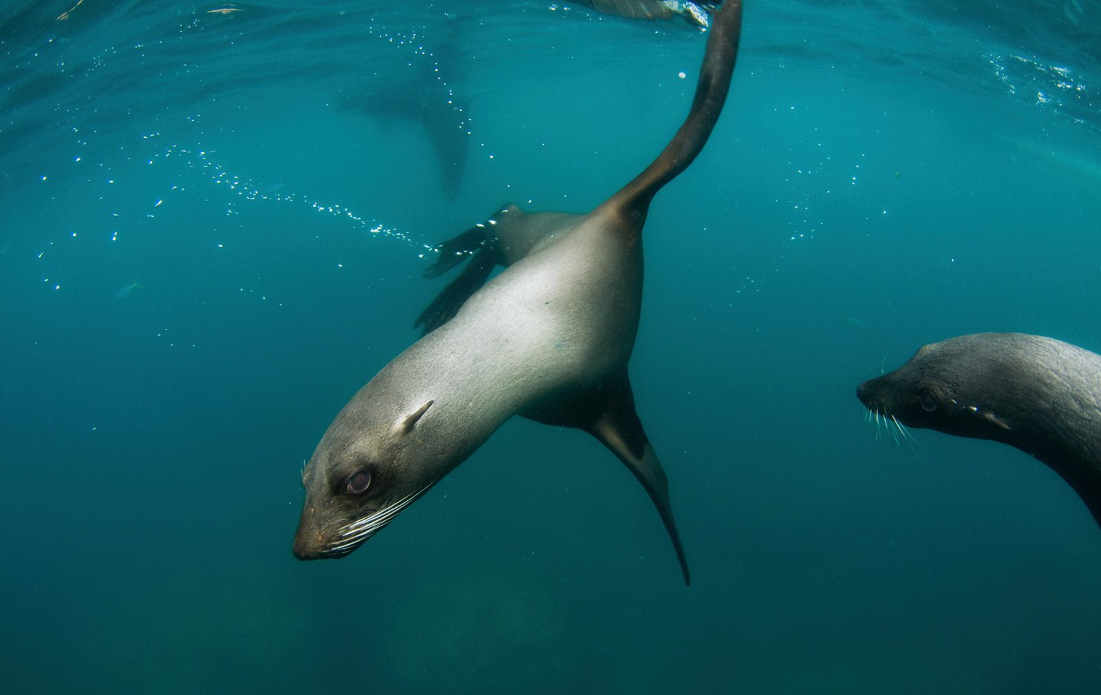 Juan Fernandez Fur Seal - Oceana