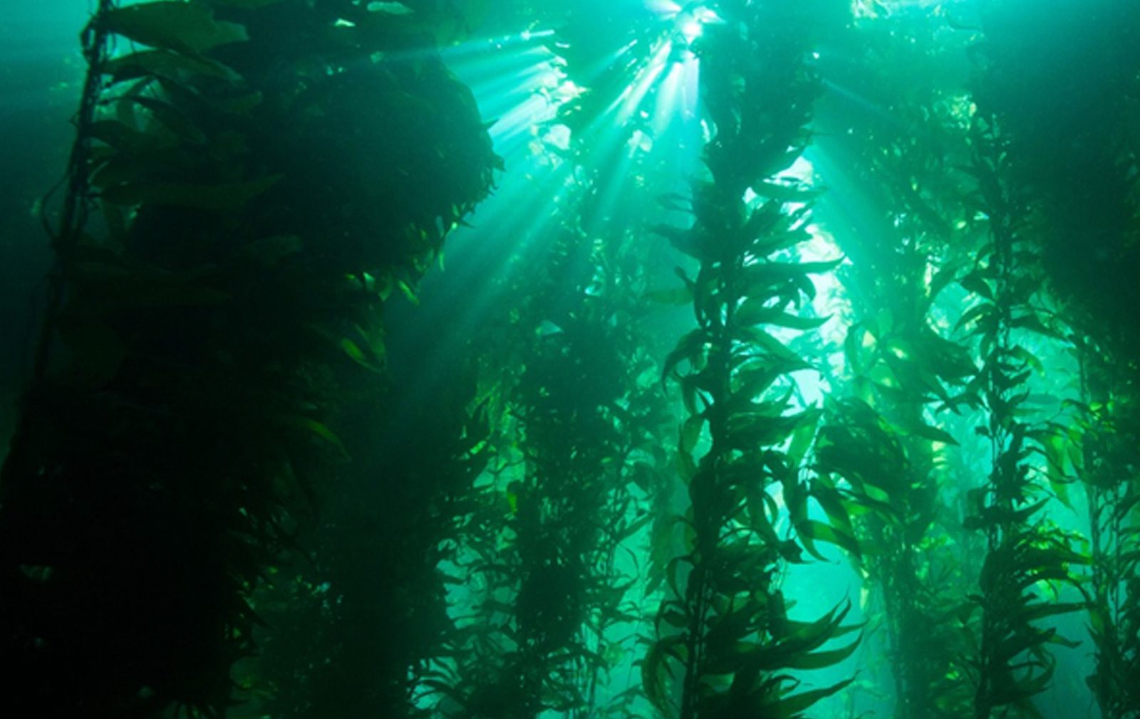 kelp forest ecosystem