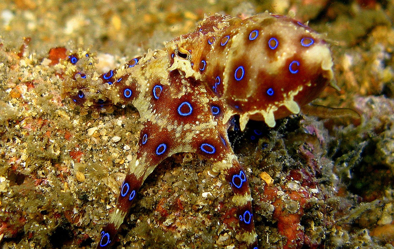 colorful sea creatures