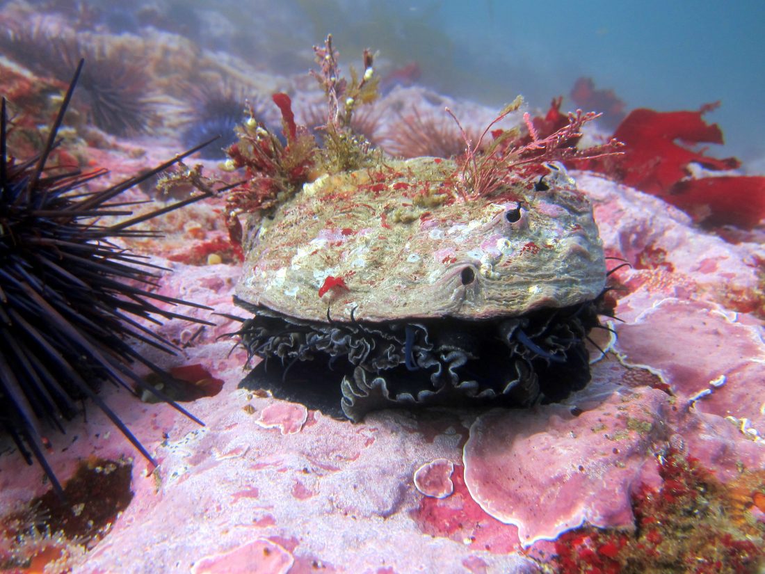 A good virus comes to the rescue of California's abalone