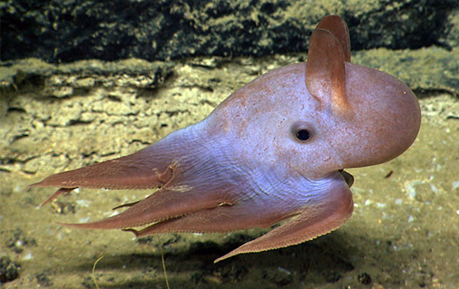 Dumbo Octopus - Oceana