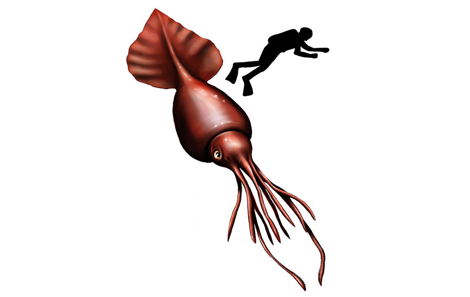 Colossal squid boss