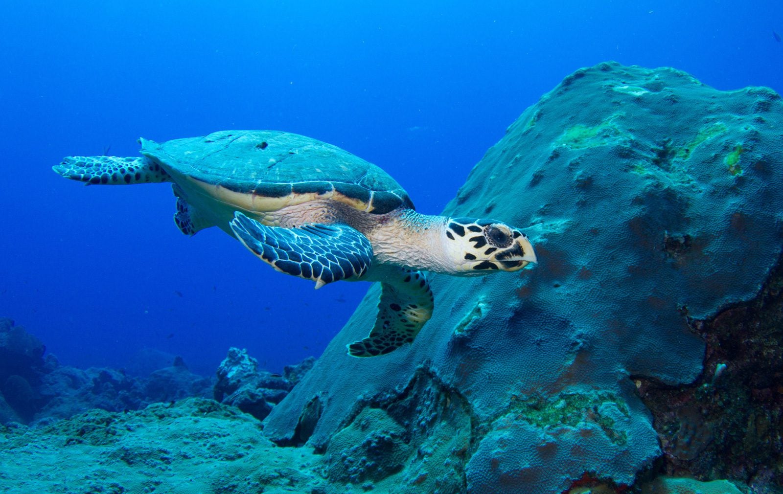 hawksbill sea turtle habitat