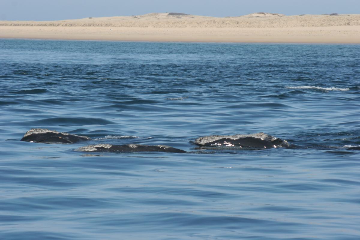 Finding Moby: North Atlantic Whale Bone Identification