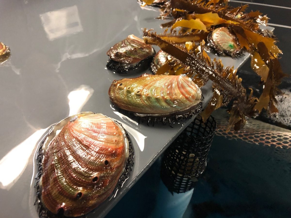 A good virus comes to the rescue of California's abalone