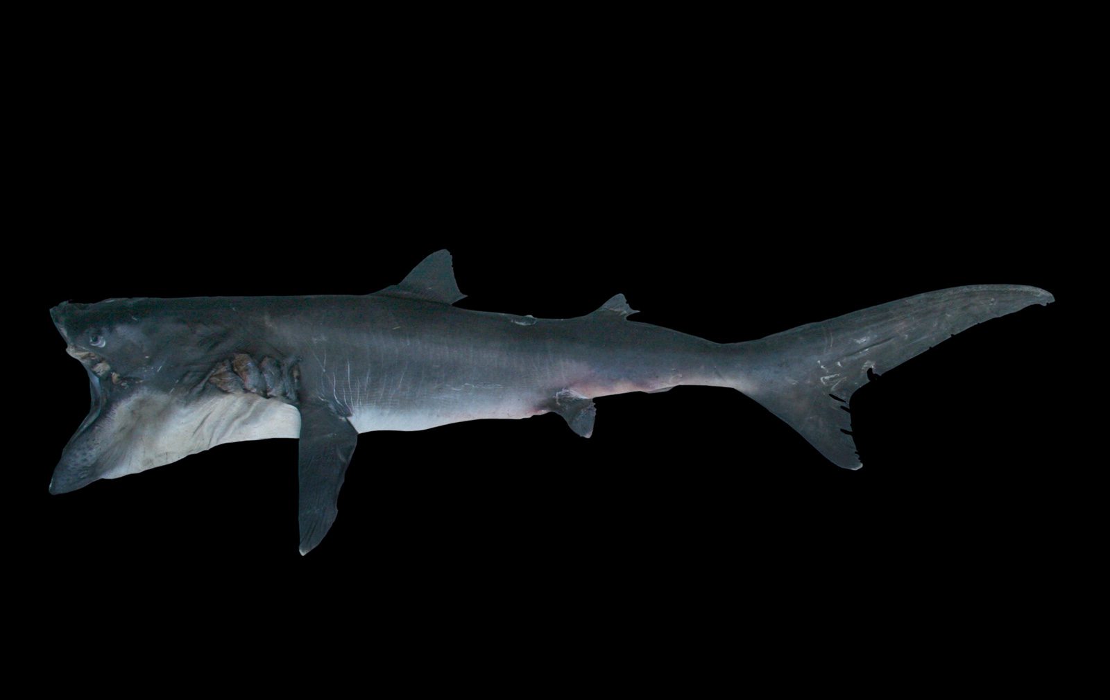 Megamouth Shark - Oceana