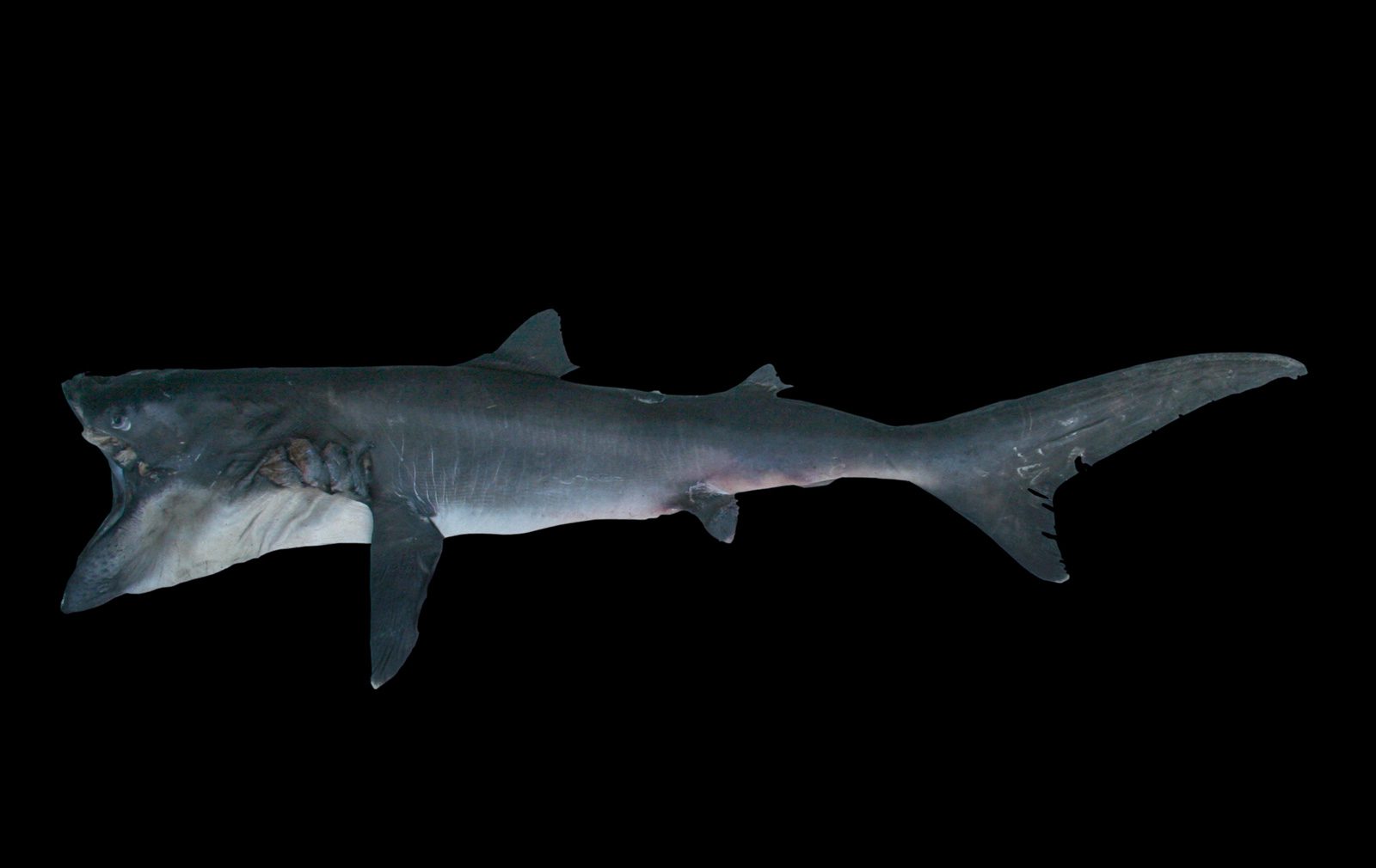 Extremely Rare Megamouth Shark From Ocean Depths Washes Up on Beach