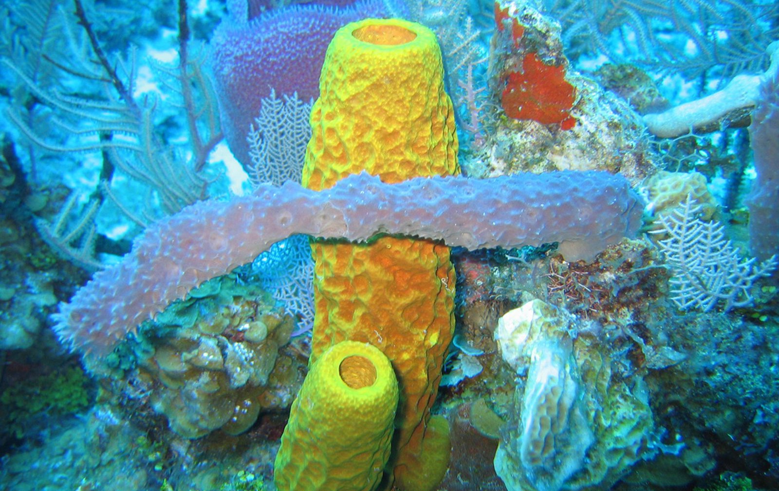 Yellow Tube Sponge (Aplysina fistularis) Dimensions & Drawings