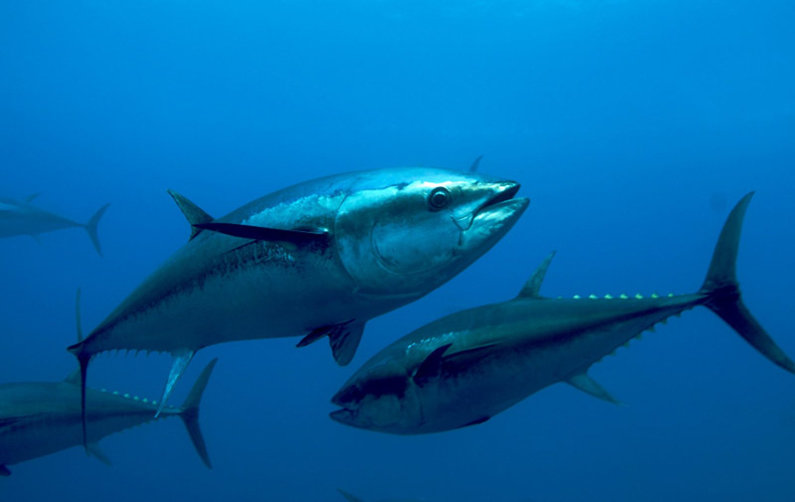 Fish Species of the Month: Bluefin Tuna