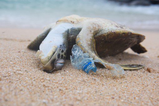 CEO Note: Plastic is choking, strangling, and drowning endangered ocean  animals in . waters - Oceana
