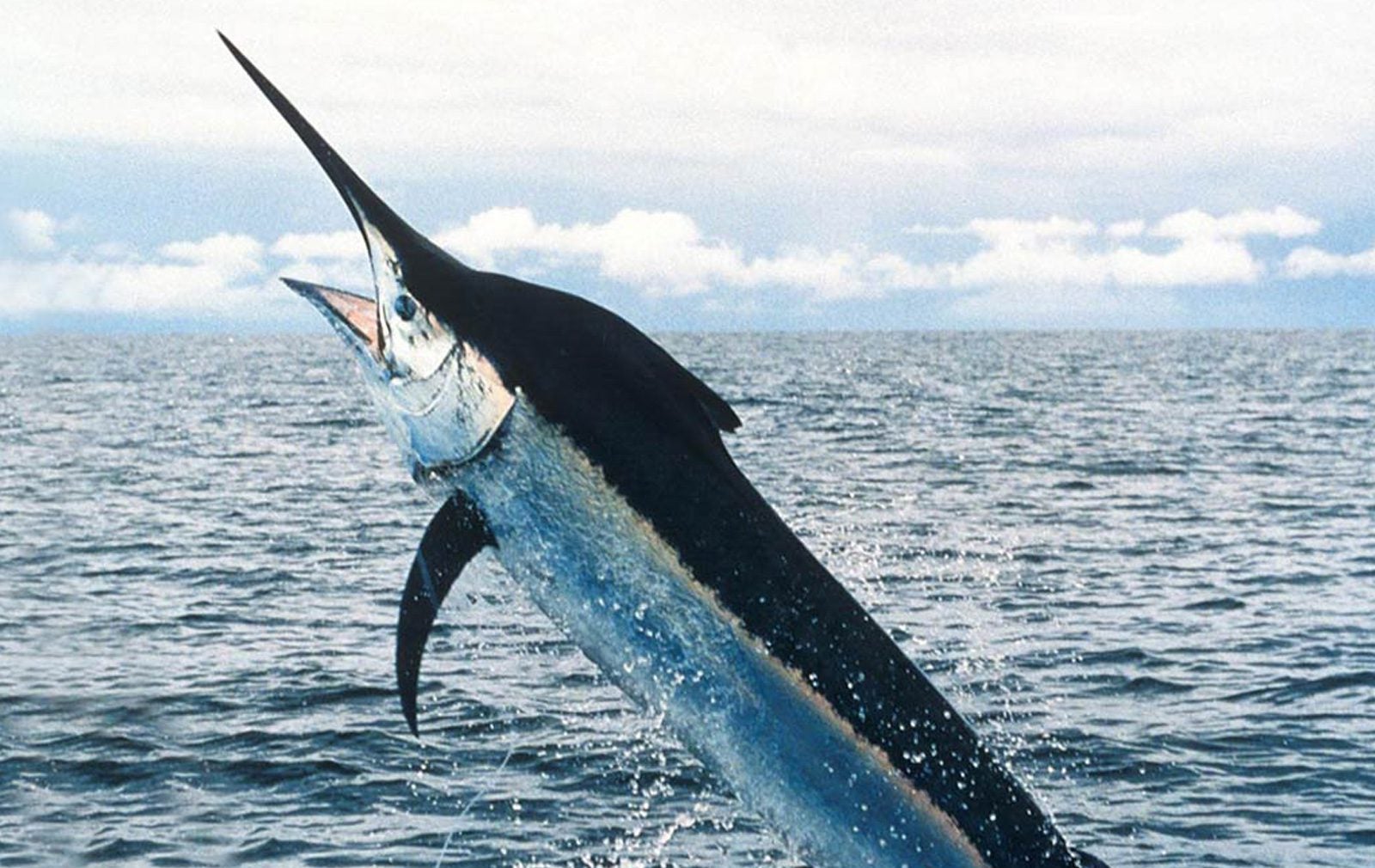 Blue marlin deals fish