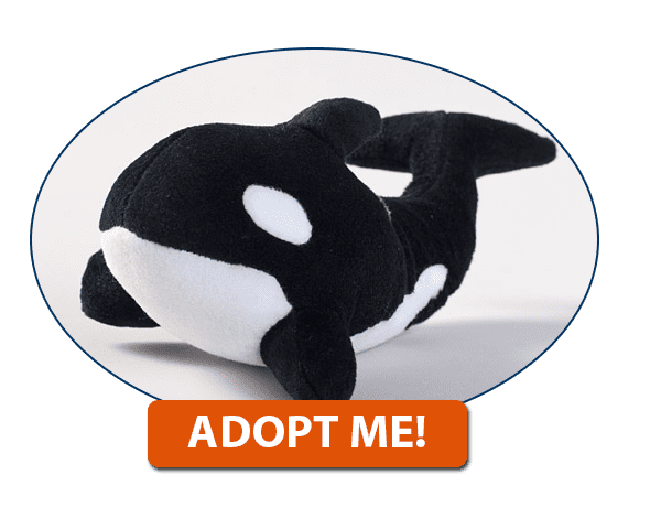 Click here to adopt an orca today!