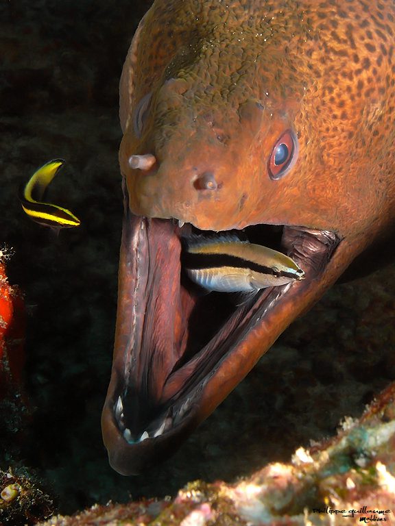 Cleaner Fish Make Other Reef Fish Smarter