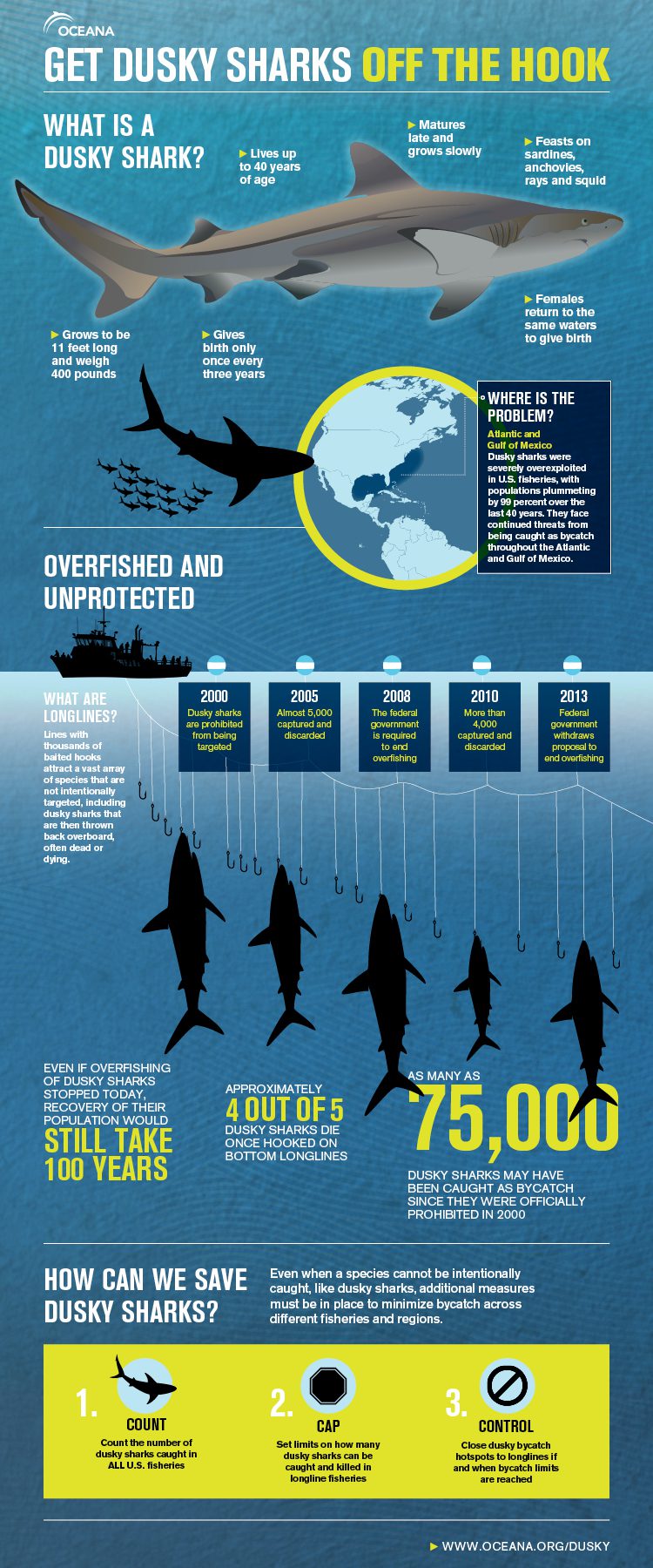 Dusky Sharks Infographic