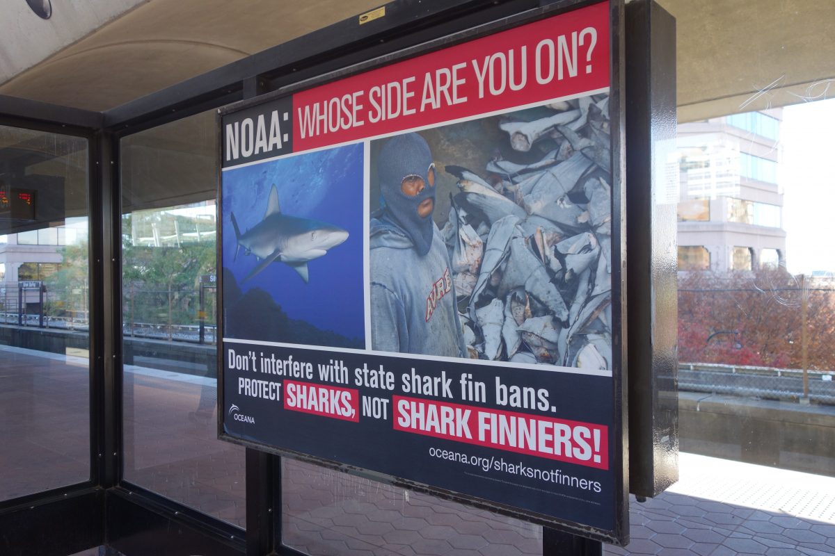 NOAA Shark Ad Photo