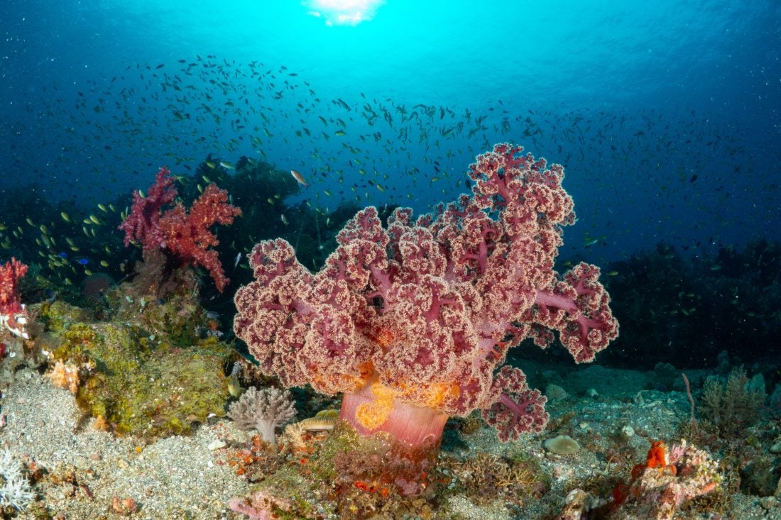 Panaon Island in the Philippines is home to pristine corals. We must ...