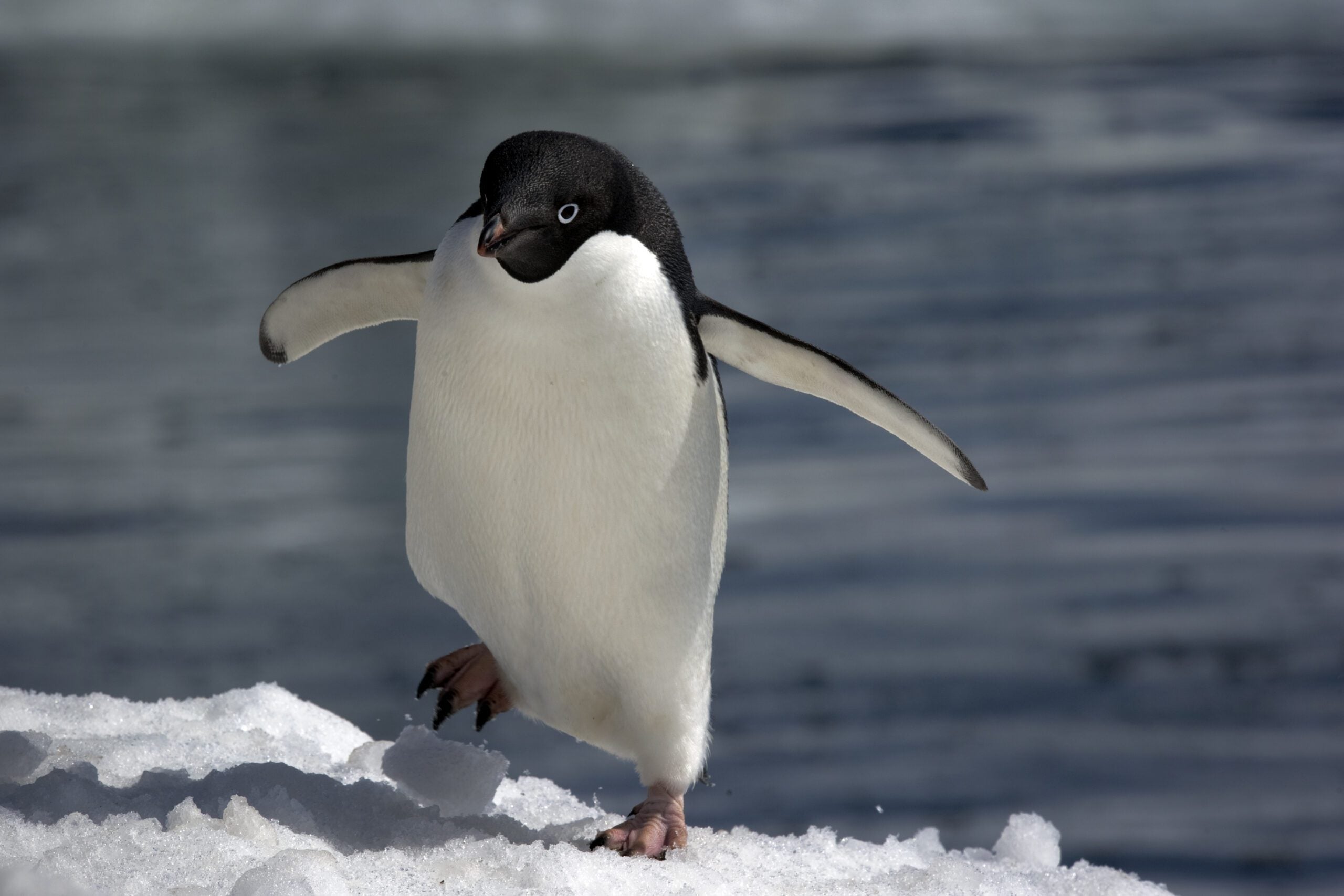 penguins enemies