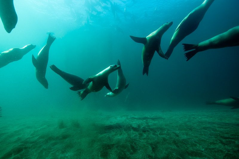 Sea lions swim in a green blue sea, searching for healthy, sustainable seafood.