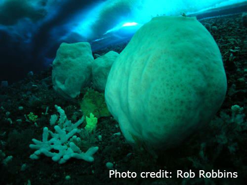 Anoxycalyx joubini, the giant antarctica volcano sponge, is the oldest animal on earth