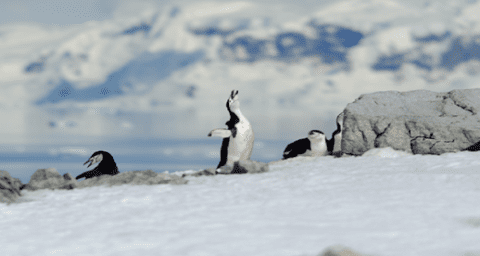 Antarctica penguin