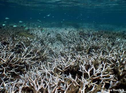 Scientists Research ‘Super Corals’ That May Be Able To Survive Global ...