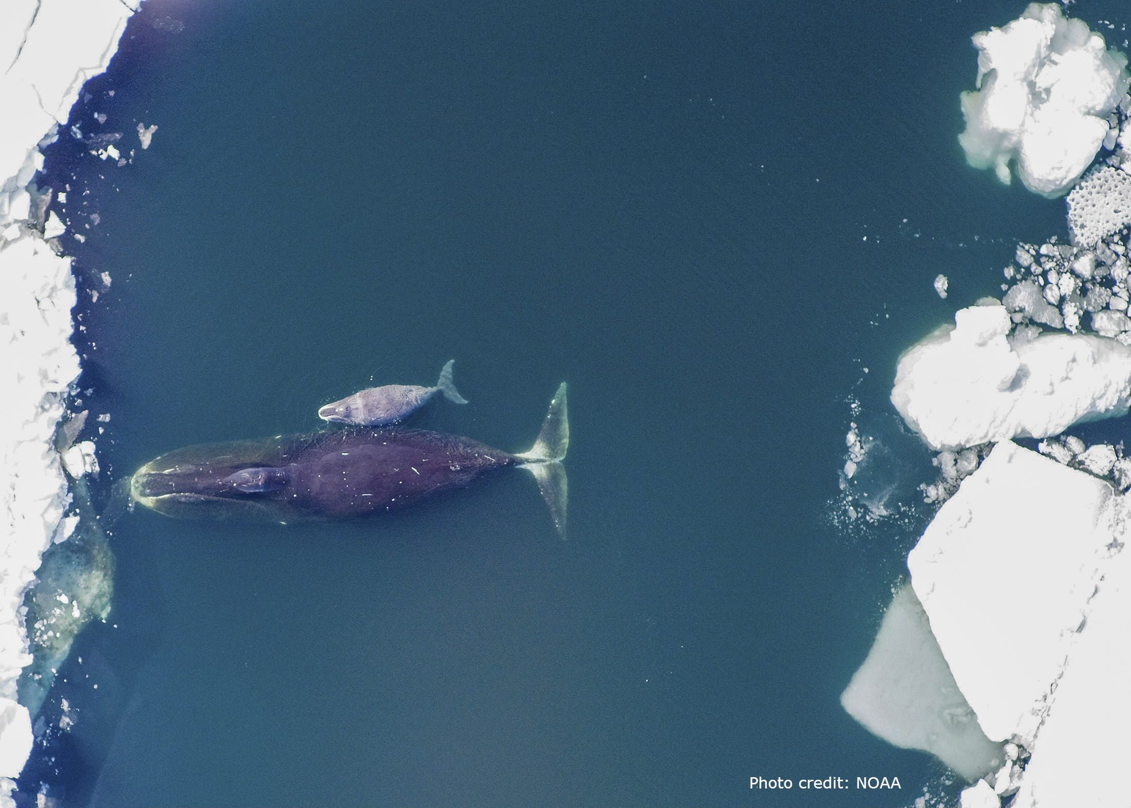 A bowhead whale mother and calf. The bowhead is the longest-lived of all mammals.